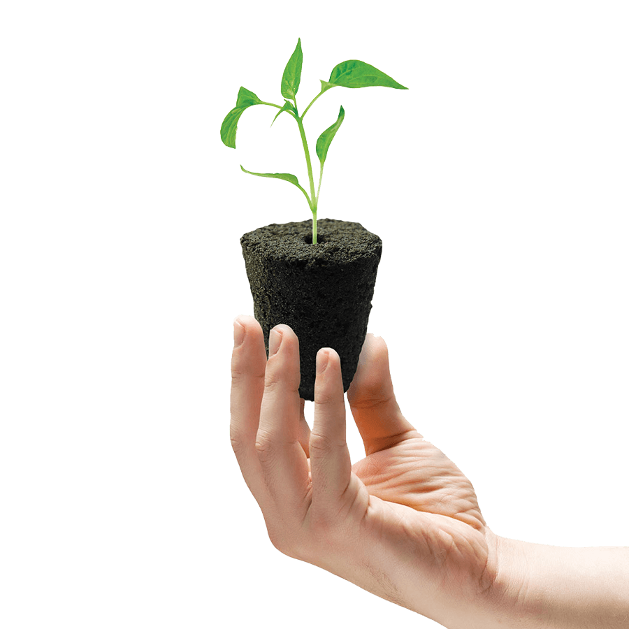 ROOT!T Anzuchtwürfel mit Pflanze in der Hand